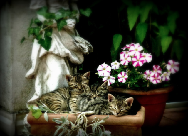 Schickt uns die schönsten Fotos eurer Katzen und gewinnt tolle Preise.