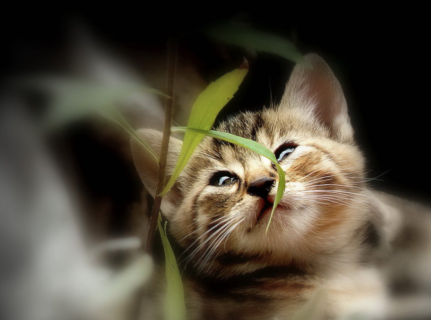 Die Bezirksblätter Niederösterreich suchen eure schönsten Katzenfotos und verlosen tolle Preise.