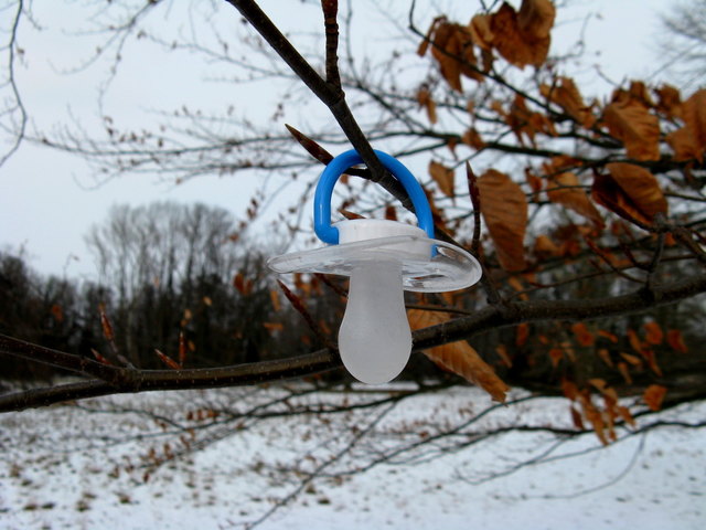 Eislutscher wachsen im Harrachpark.