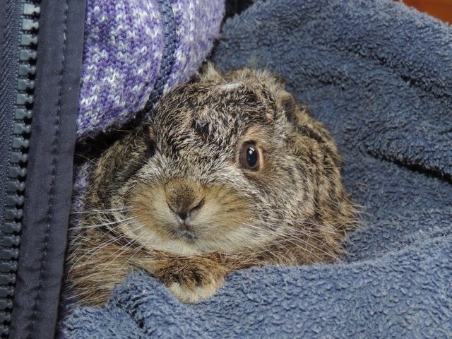 Austria, Haringsee | 2018 02 27 | Rescued young hare at EGS.