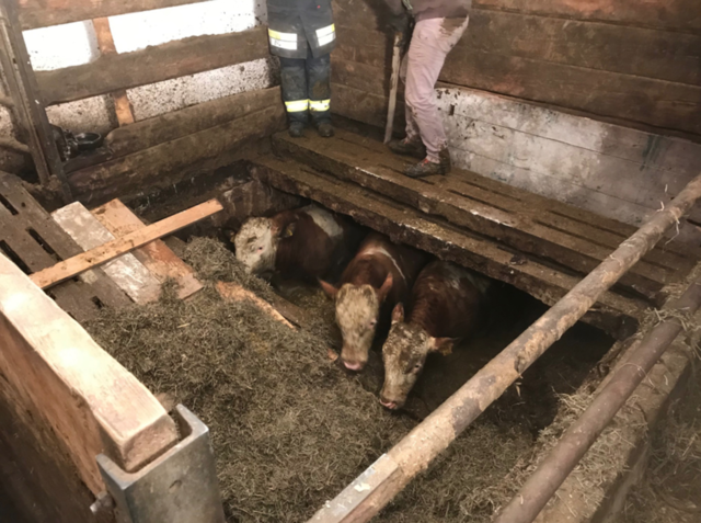 Die Stiere sind durch den Spaltenboden in den Gülleablauf gestürzt. | Foto: FF Rappoltenkirchen