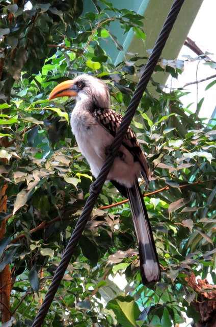 Die Tropenwelt wird von exotischen Vögeln bevölkert
