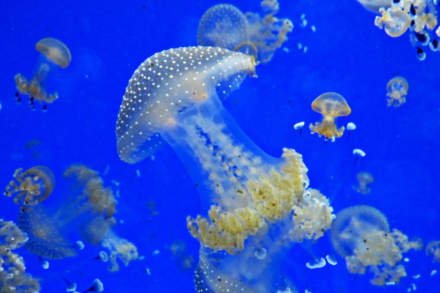 Sie sind einfach hübsch, wie schwimmende Pilze