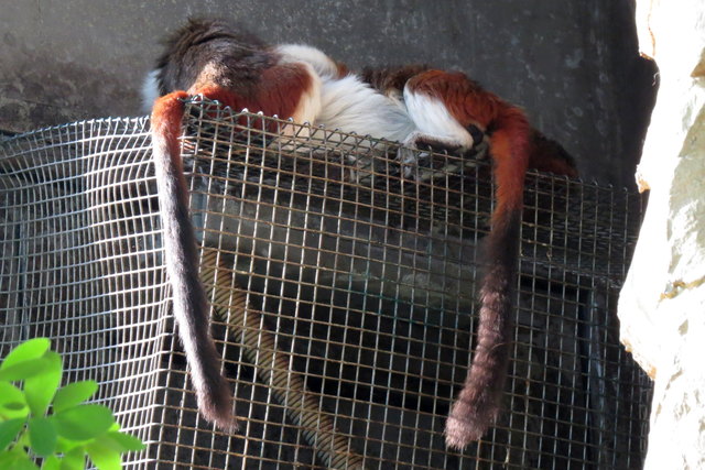 Und wenn sie nicht gerade gemeinsam kuscheln, die Weißbüscheläffchen
