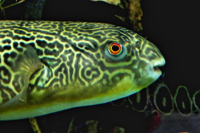 Wie perfekt doch die Natur diese Fische durch ihre Zeichnung fast unsichtbar macht!