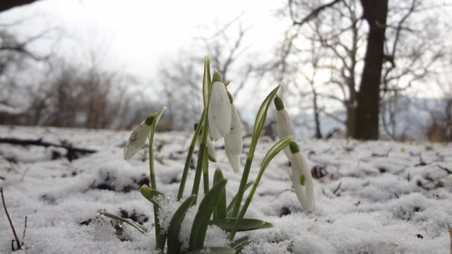 Schneeglöckchen, vor dem großen Frost