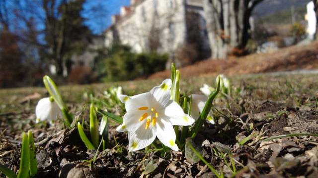 Märzenbecher/Frühlingsknotenblume