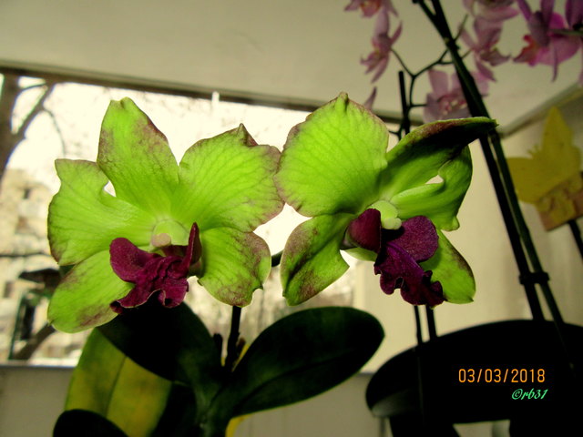 Die früheren Blüten der Orchidee waren Lilia in der Hauptfarbe jetzt sind sie grün mit lilia Schatten zum Teil.