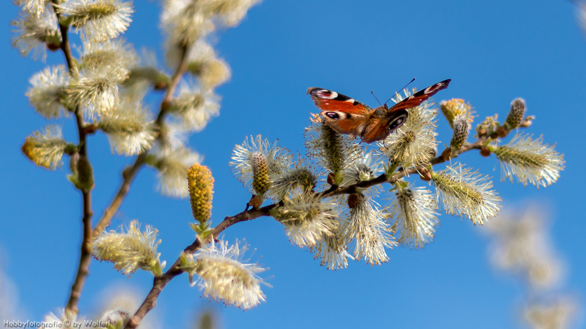 Facebook-Titelbild gesucht: Zeit für Frühling!, حجم الصورة 2048x1152