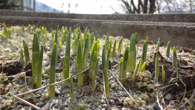 Startbereit ist die Dichter-Narzisse