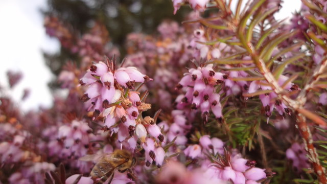 Die Schneeheide allerdings blüht schon üppig; die Bienen danken es.