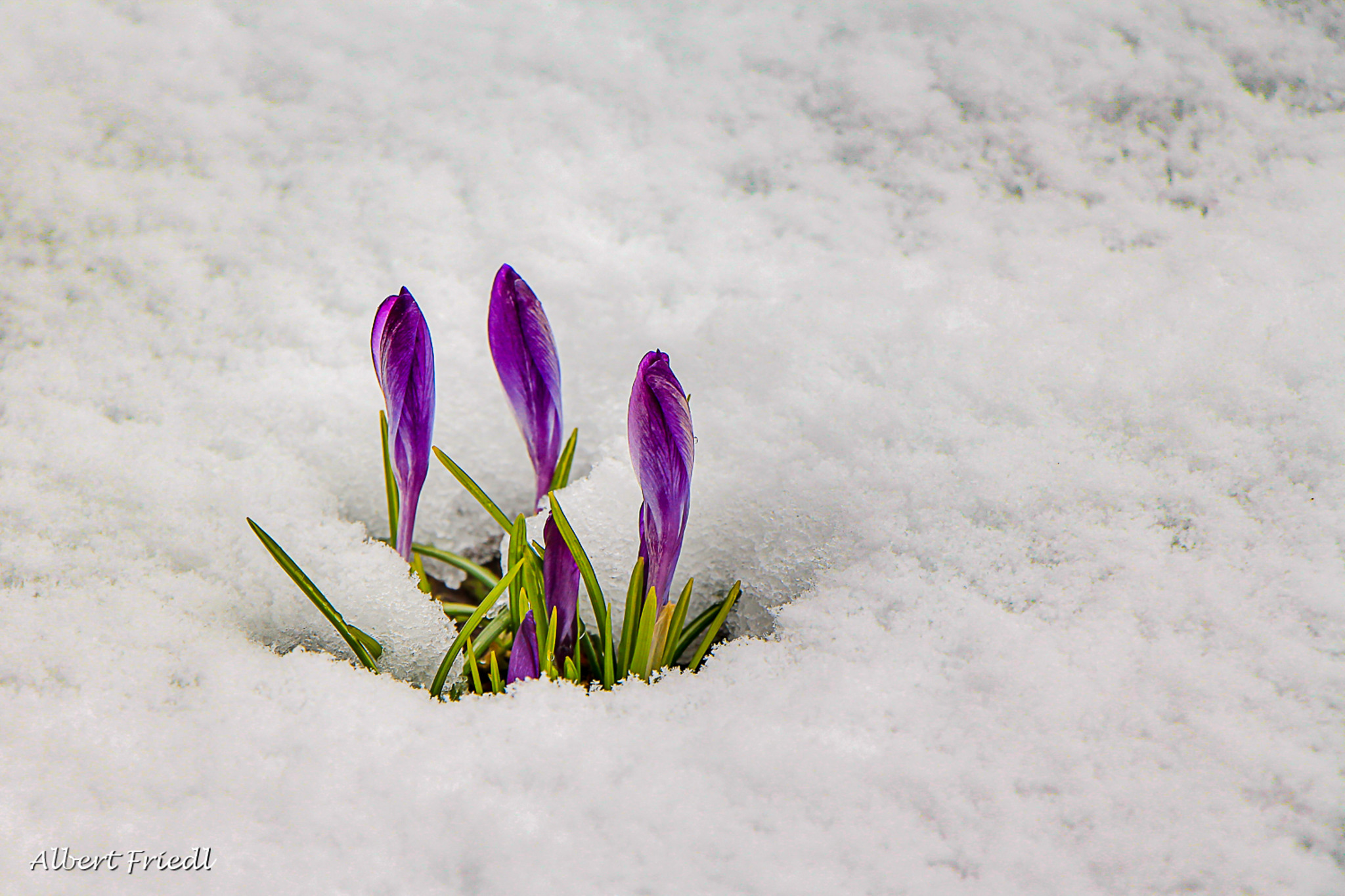 Facebook-Titelbild gesucht: Zeit für Frühling!, حجم الصورة 2048x1365