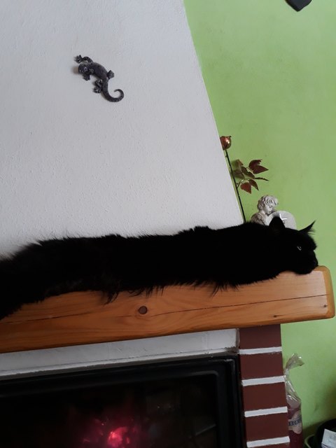 "Ich hoffe, meine Katzen gewinnen dieses Gewinnspiel, weil sie immer Hunger haben.", von Veronika Augustin