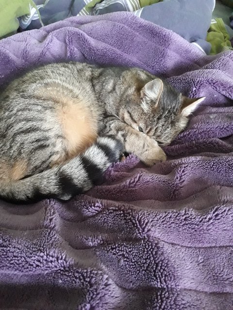 "Ich hoffe, meine Katzen gewinnen dieses Gewinnspiel, weil sie immer Hunger haben.", von Veronika Augustin