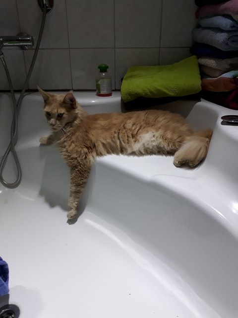 "Ich hoffe, meine Katzen gewinnen dieses Gewinnspiel, weil sie immer Hunger haben.", von Veronika Augustin