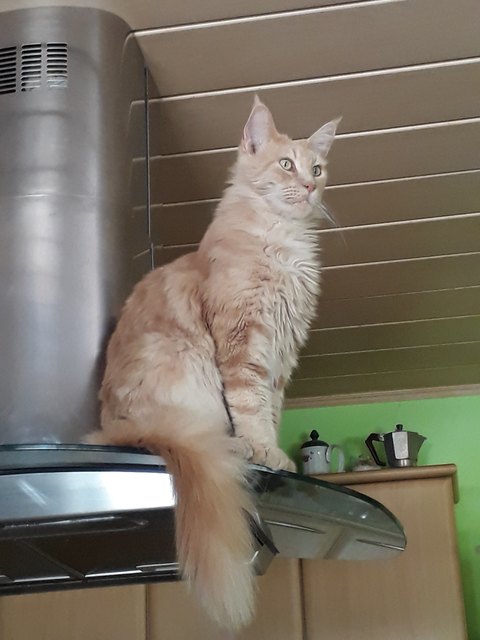"Ich hoffe, meine Katzen gewinnen dieses Gewinnspiel, weil sie immer Hunger haben.", von Veronika Augustin