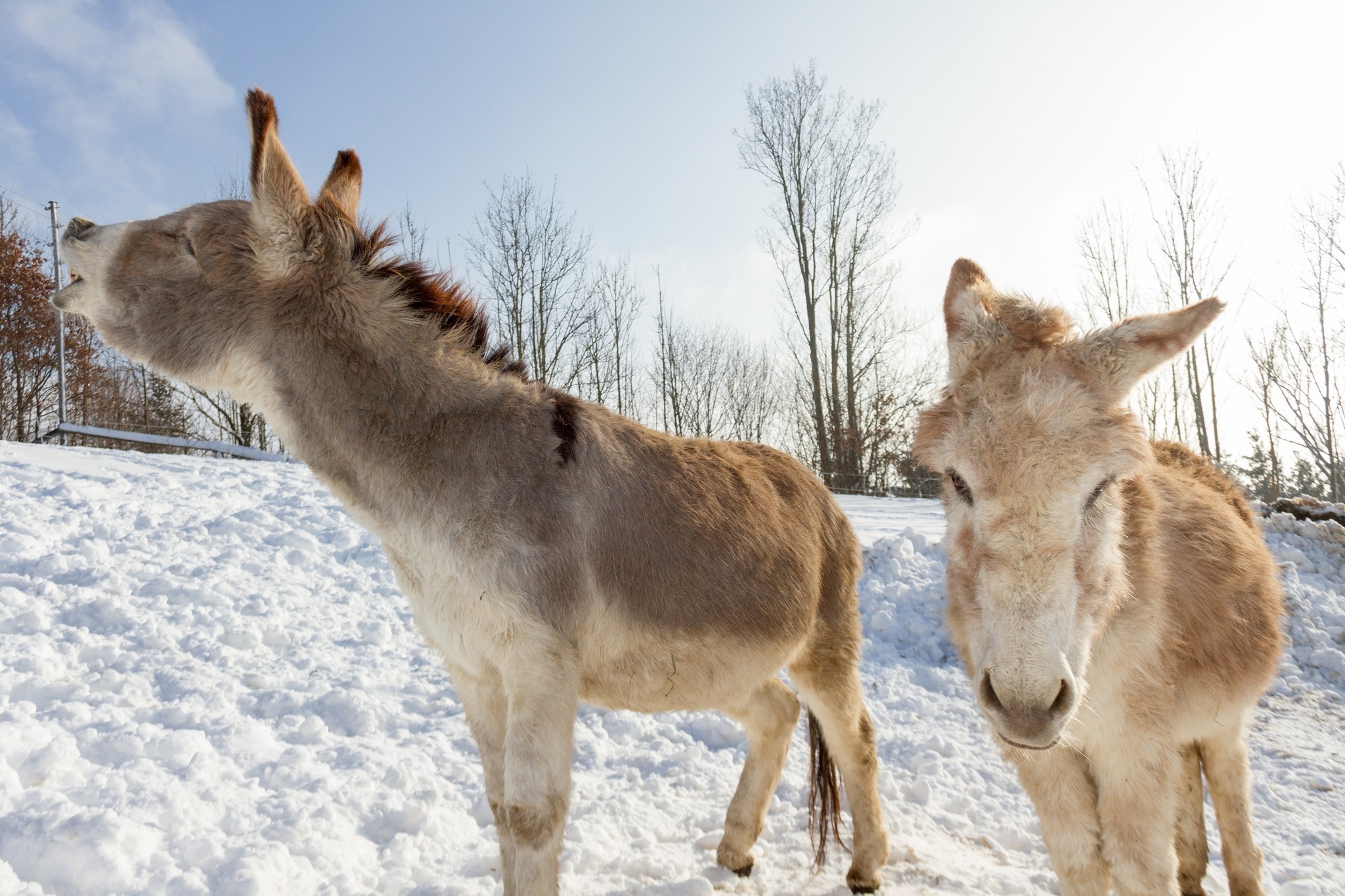 AssisiHof wird in Stockerau errichtet Korneuburg