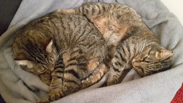 Winterzeit ist Kuschelzeit
