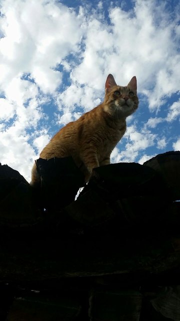 unser verspielter Schmusekater Maxi
