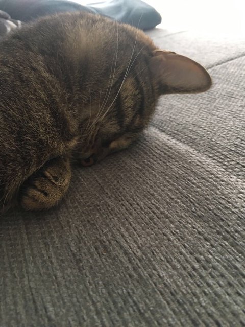 "ein Schnappschuss von unserer Katze Mia !", von Claudia Fischer