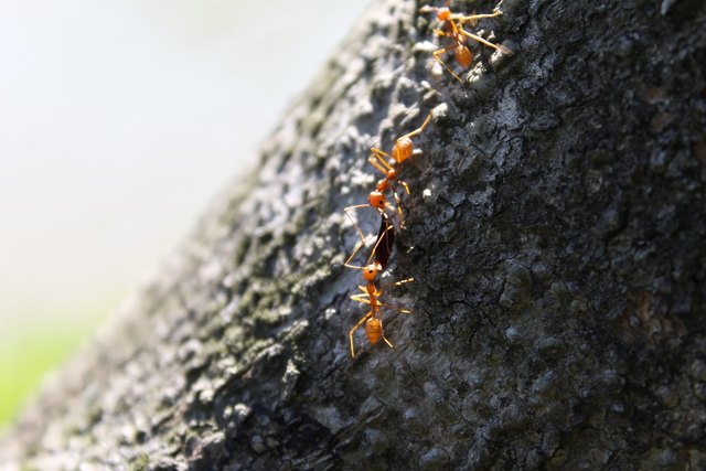 Gemeinsam, im Team ein Ziel verfolgen | Foto: © Indra115 / pixabay.com