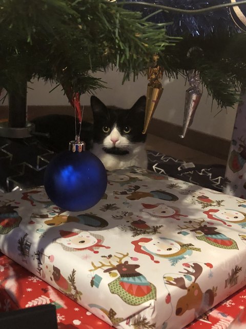 Mojo‘s erste Weihnachten
