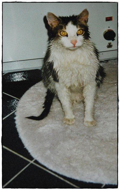 Frisch gebadet .... nach einer Iltis-Attacke musste das sein
