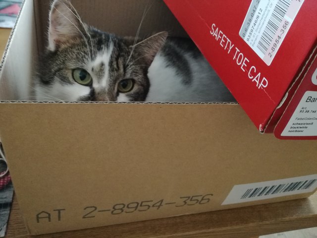 Luca liebt Schachteln!!