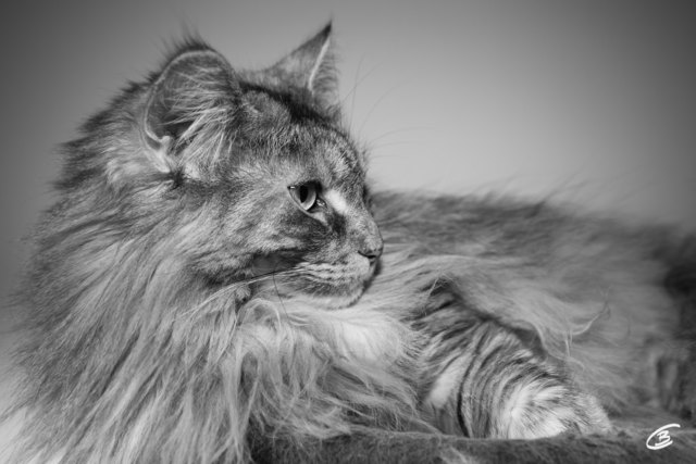 Portrait von Zoe
