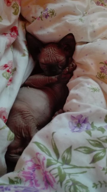 Es muss immer wer aus die Reihe springen! :) Sphynx Katze Aisha