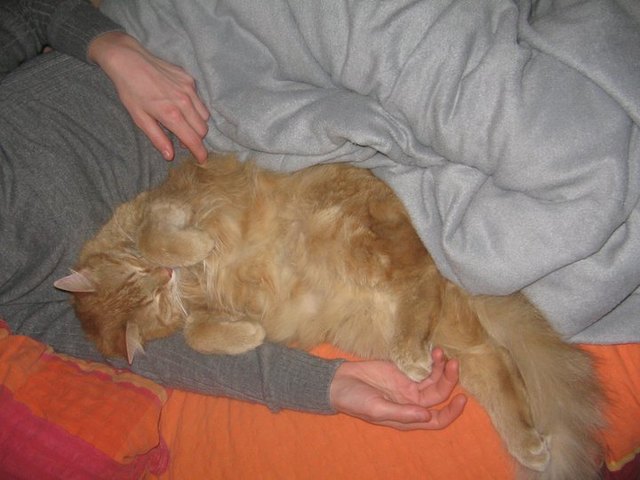 Mein Kuschelmonster Garfield