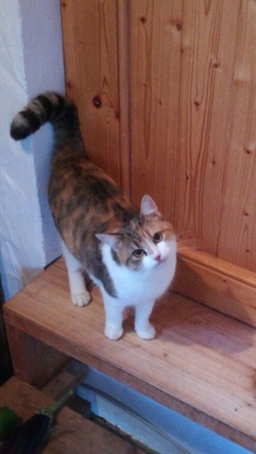 "Unsere Frieda", von Martina Luger aus Kilb (Bezirk melk)