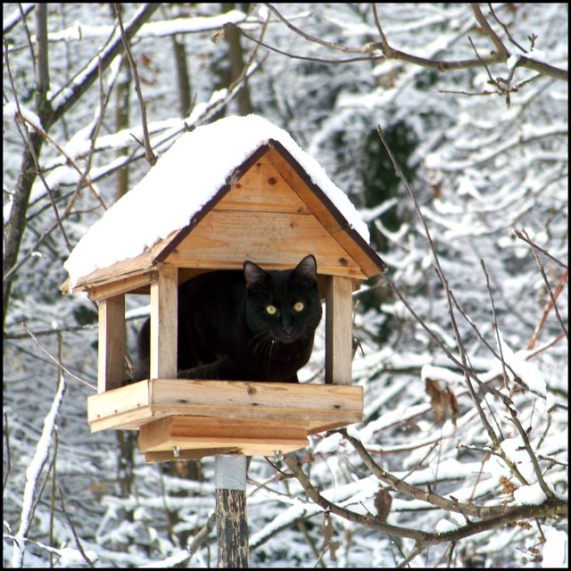 Ich bin eine Amsel und keiner merkt es
