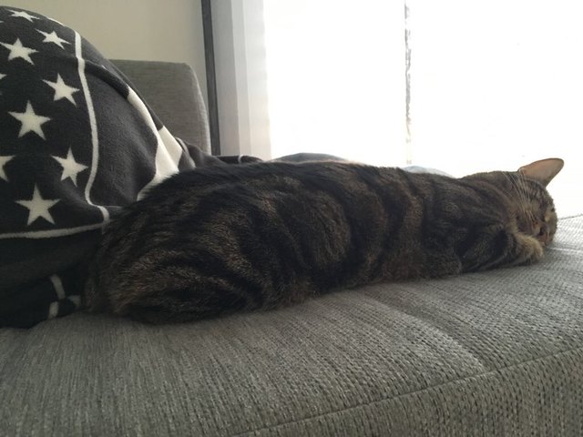 "ein Schnappschuss von unserer Katze Mia !", von Claudia Fischer