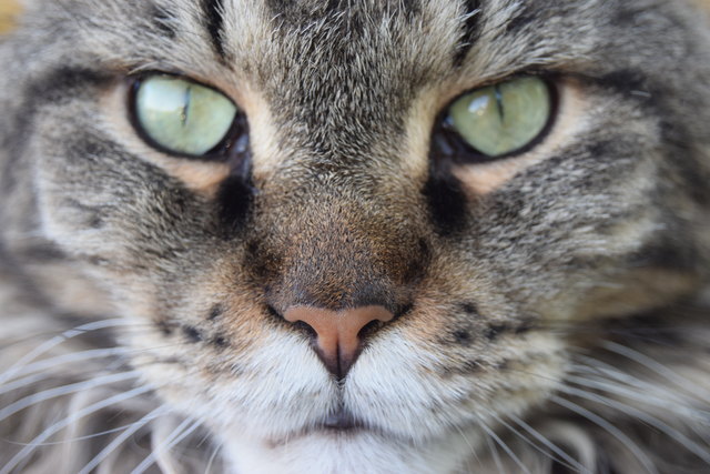 Quincy im Fokus