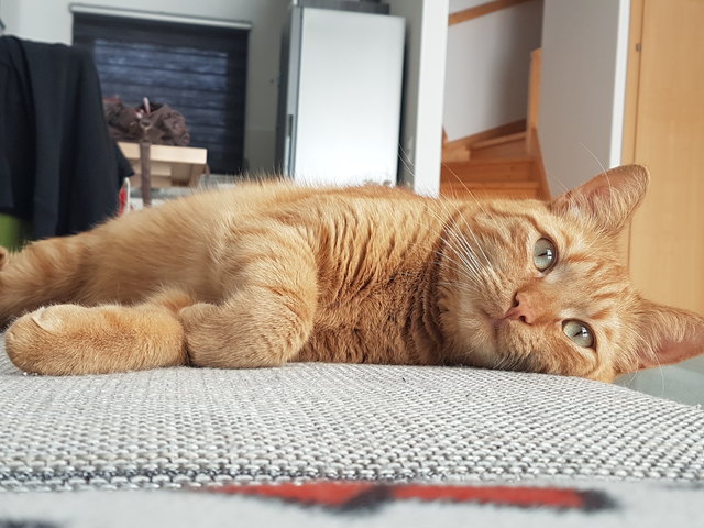 "Mein Name ist Timmy! Ich bin 2 Jahre alt und noch sehr neugierig und verspielt!", von Sonja Kurzmann