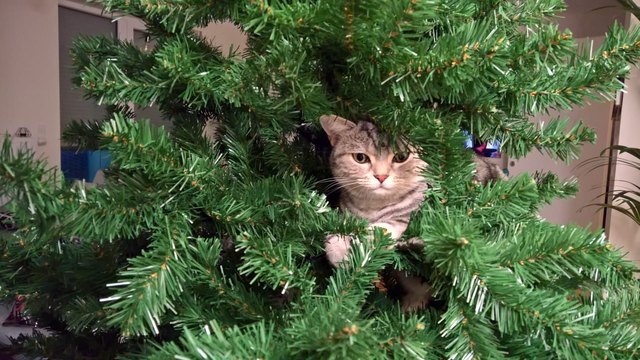 Der süßeste Christbaumschmuck!