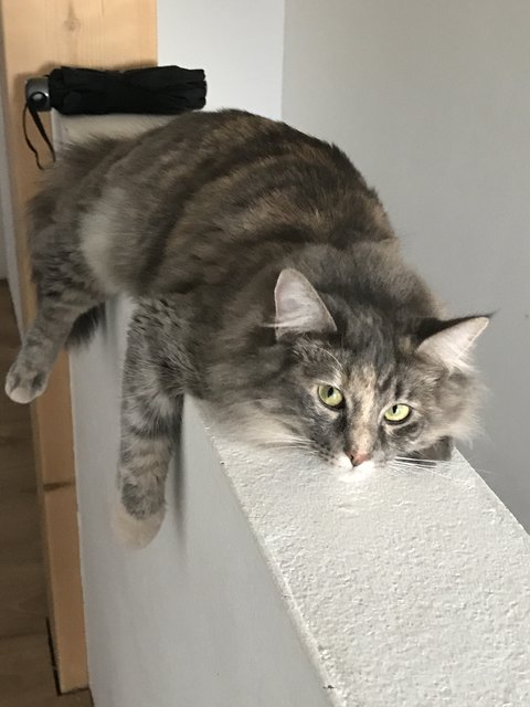 Katze als Schwebebahn