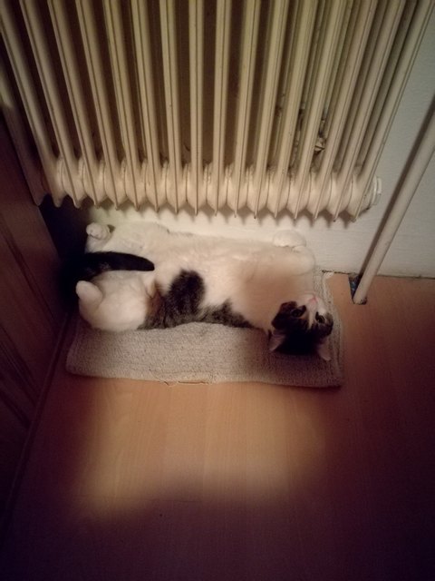 Mein Kater Diego ist kalt