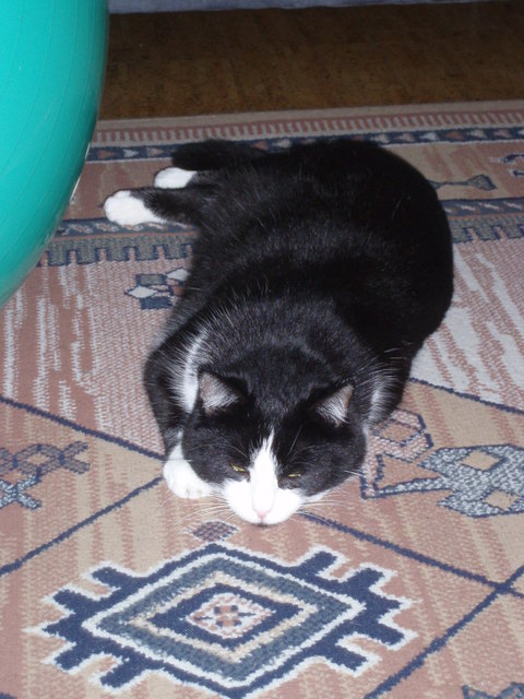 Cleopatra die schöne und brave Familienkatze