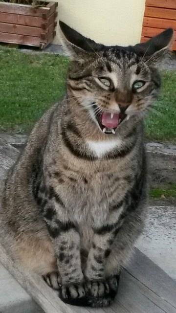 Tiger ist ein wenig müüde