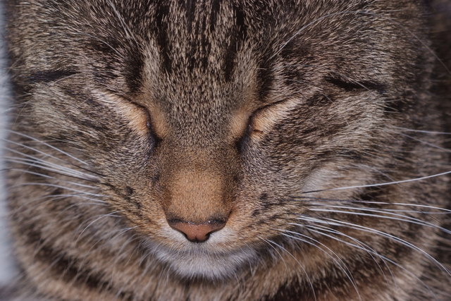 "Hallo, bei mir drückt Julias Katze beide Augen zu.", von Julia Pichler aus Albrechtsberg