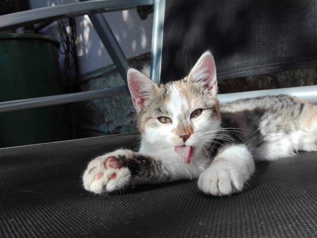 Hallo! Mein Name ist Stupsi. Meine Lieblingsbeschäftigung ist schlafen, spielen, putzen und am allerliebsten essen!! Deswegen wäre es soooooo coool wenn ich das Futter gewinnen würde!