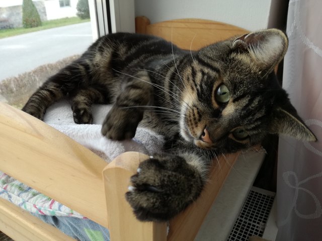 Kiro in seinem eigenen Bett!