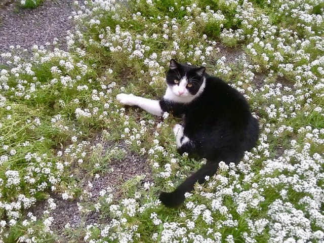 Relaxen inmitten von Blüten