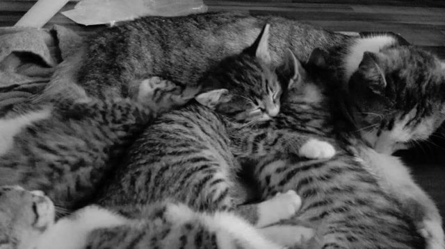Kuscheln mit Mama