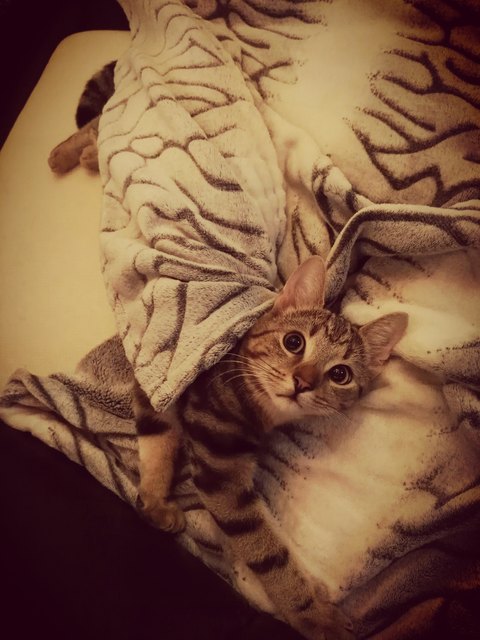 Ronaldo the cat