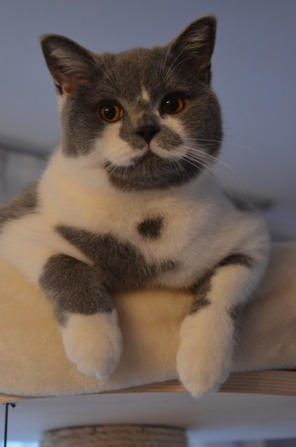 Dusty der Brite beim faulenzen