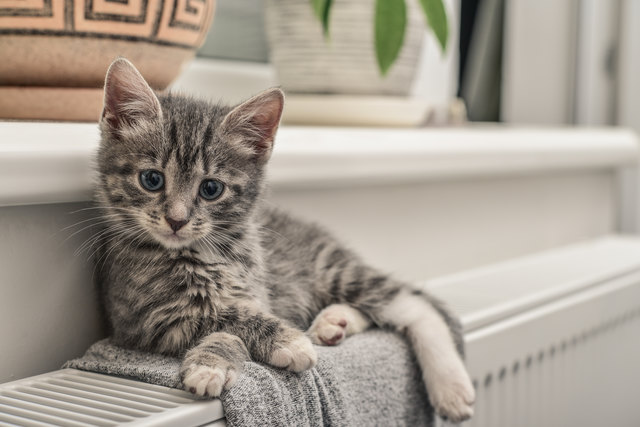 Katzenallergien sind eigentlich ein Verbrechen an die Menschheit. | Foto: tashka2000 / Fotolia