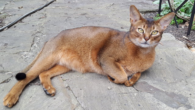 Ein stolzer "Puma" !